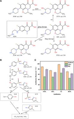 Performance and mechanism of removal of antibiotics and antibiotic resistance genes from wastewater by electrochemical carbon nanotube membranes